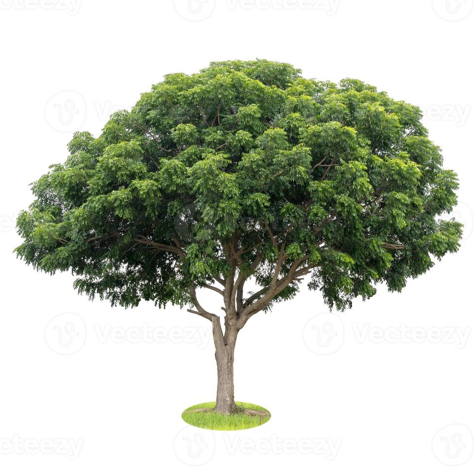 aislar las hojas del árbol de neem, verde fértil. foto