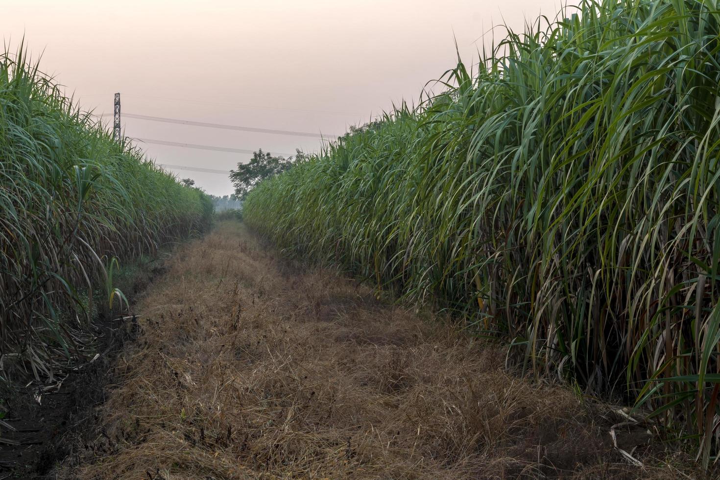 muchos campos de caña de azúcar cerca de malezas secas. foto