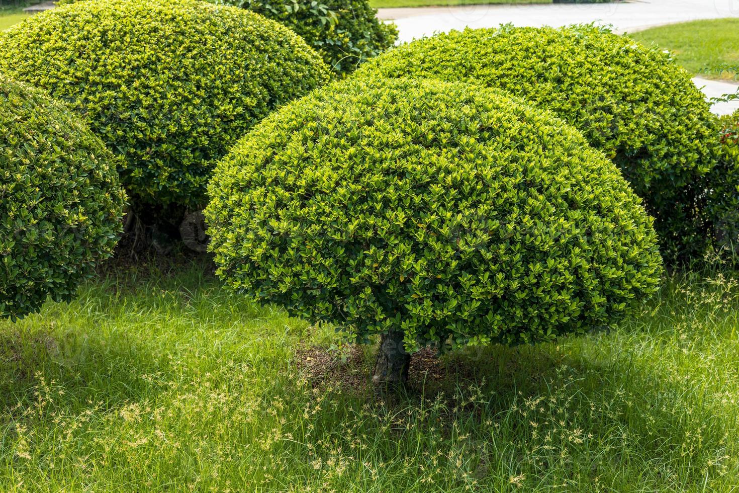 Shrubs trimmed into spheres on the grass in the park. photo