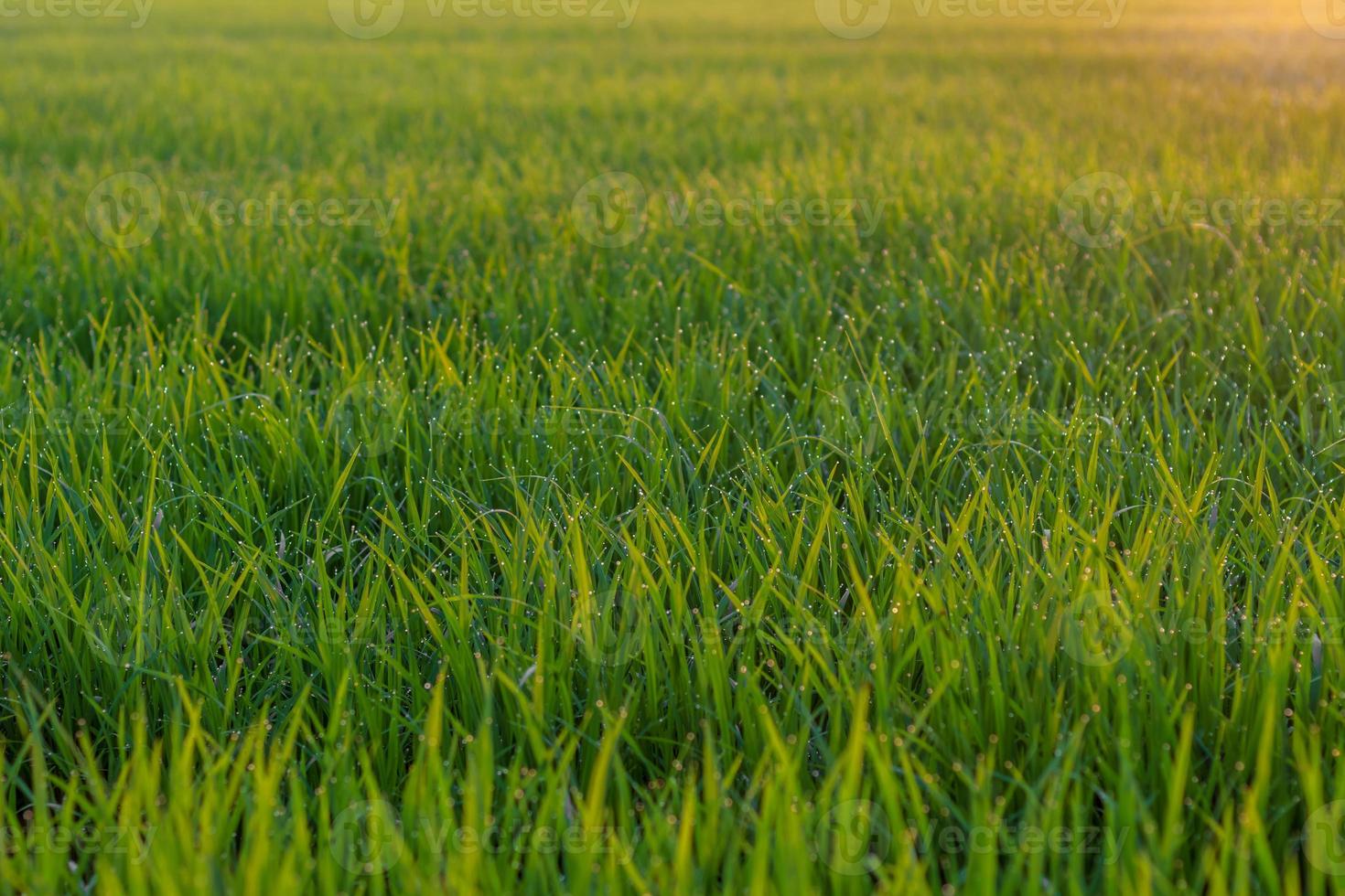 Background foliage lush green paddy evening. photo