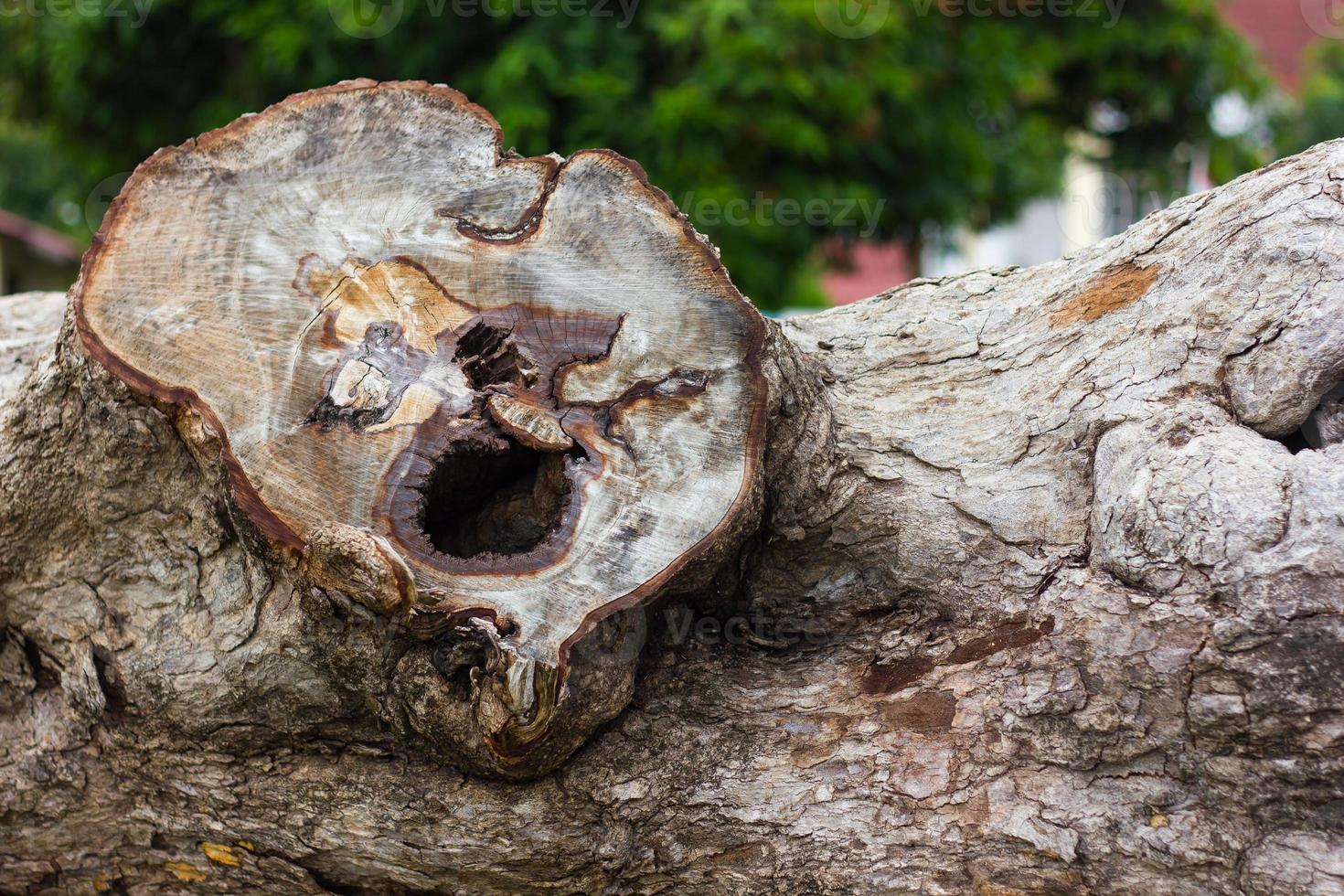 Tree stump resembles a human face. photo