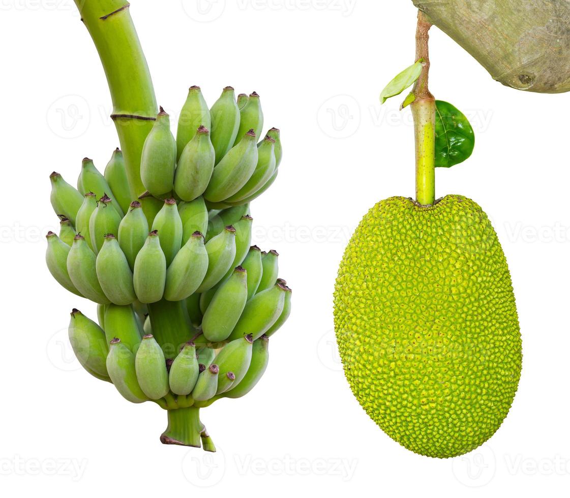 Isolates with banana, jackfruit. 7553943 Stock Photo at Vecteezy