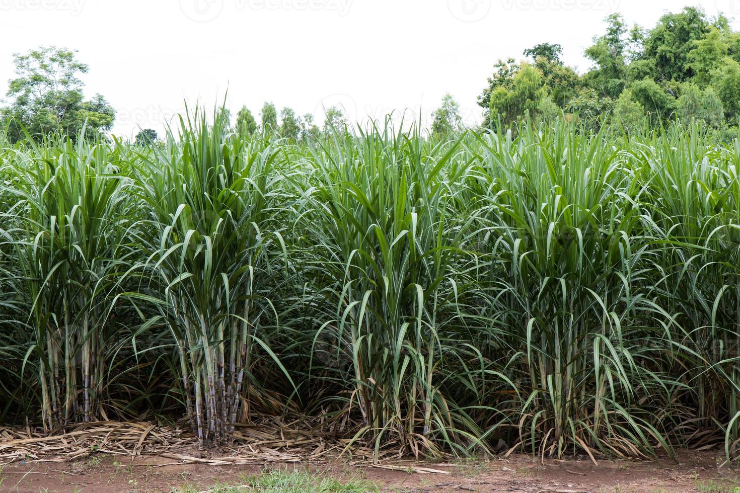 cultivo de caña de azúcar de fondo. foto