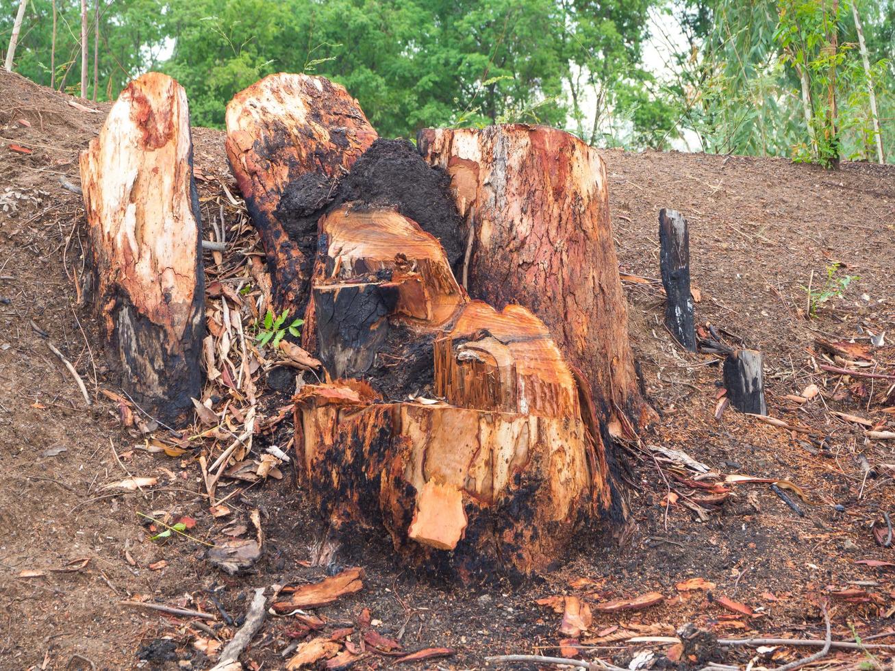 tocones dejados por la deforestación. foto