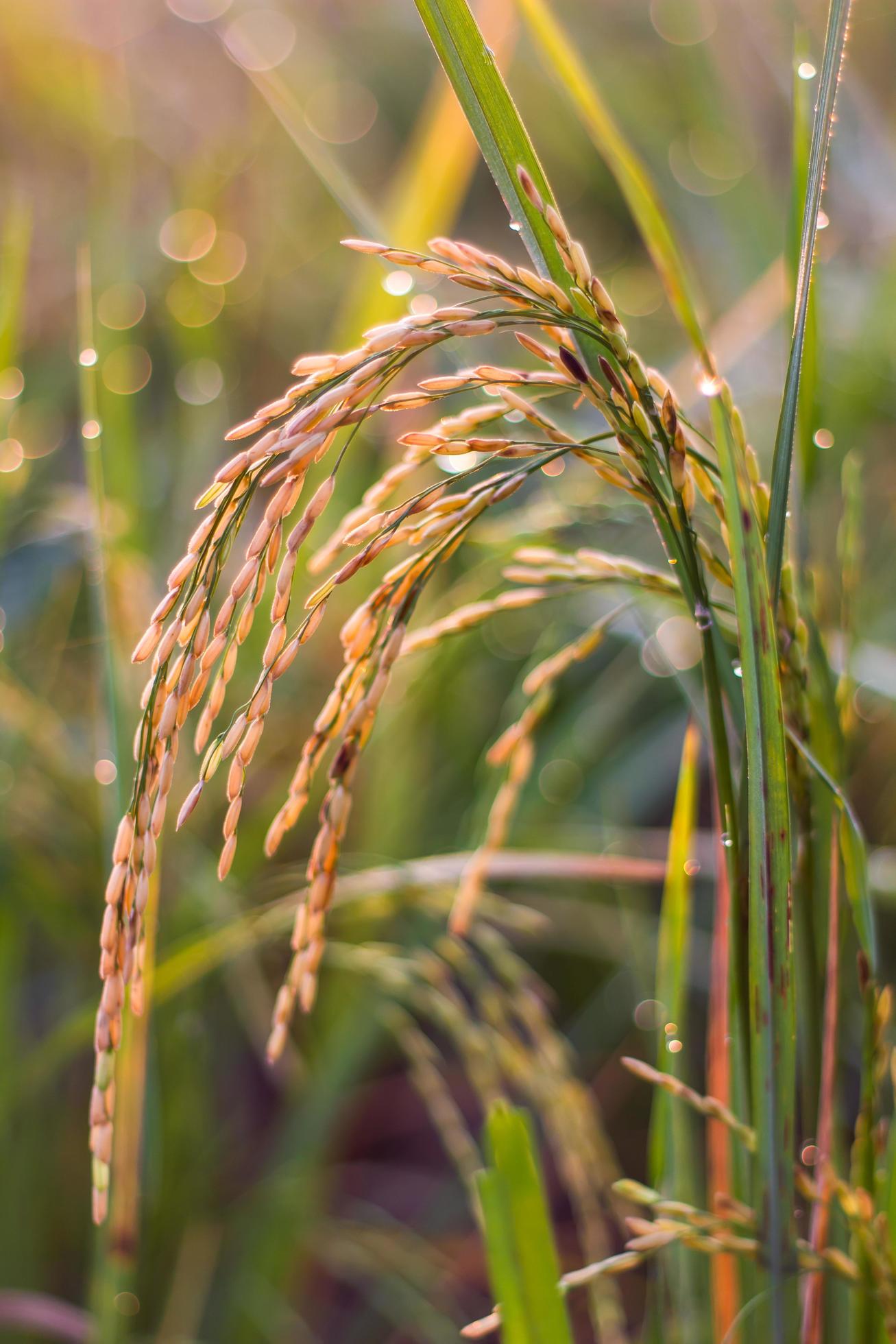 Closegrain rice yellow light. 7554059 Stock Photo at Vecteezy