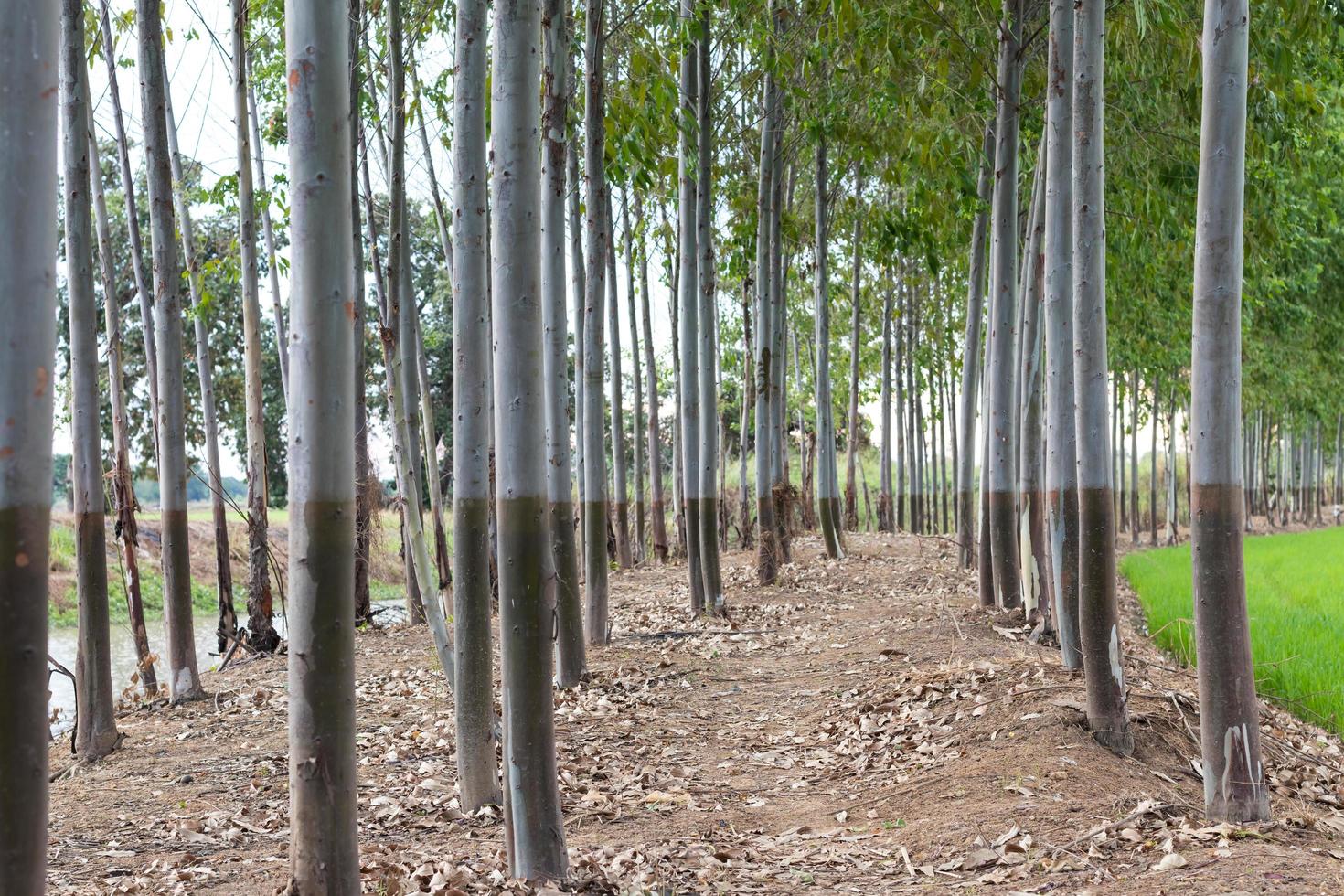 Rows of eucalyptus on the mound. photo