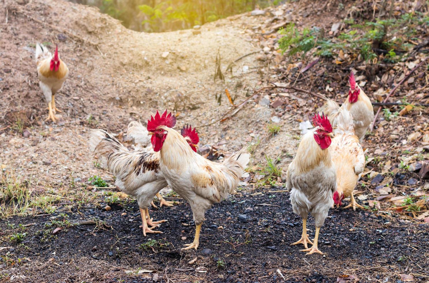 muchos pollos blancos y amarillos en el suelo. foto