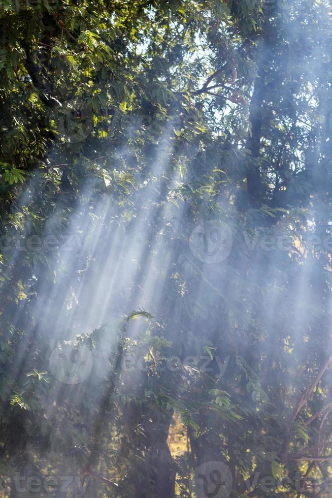 la luz del sol brilla a través del humo y los árboles. foto