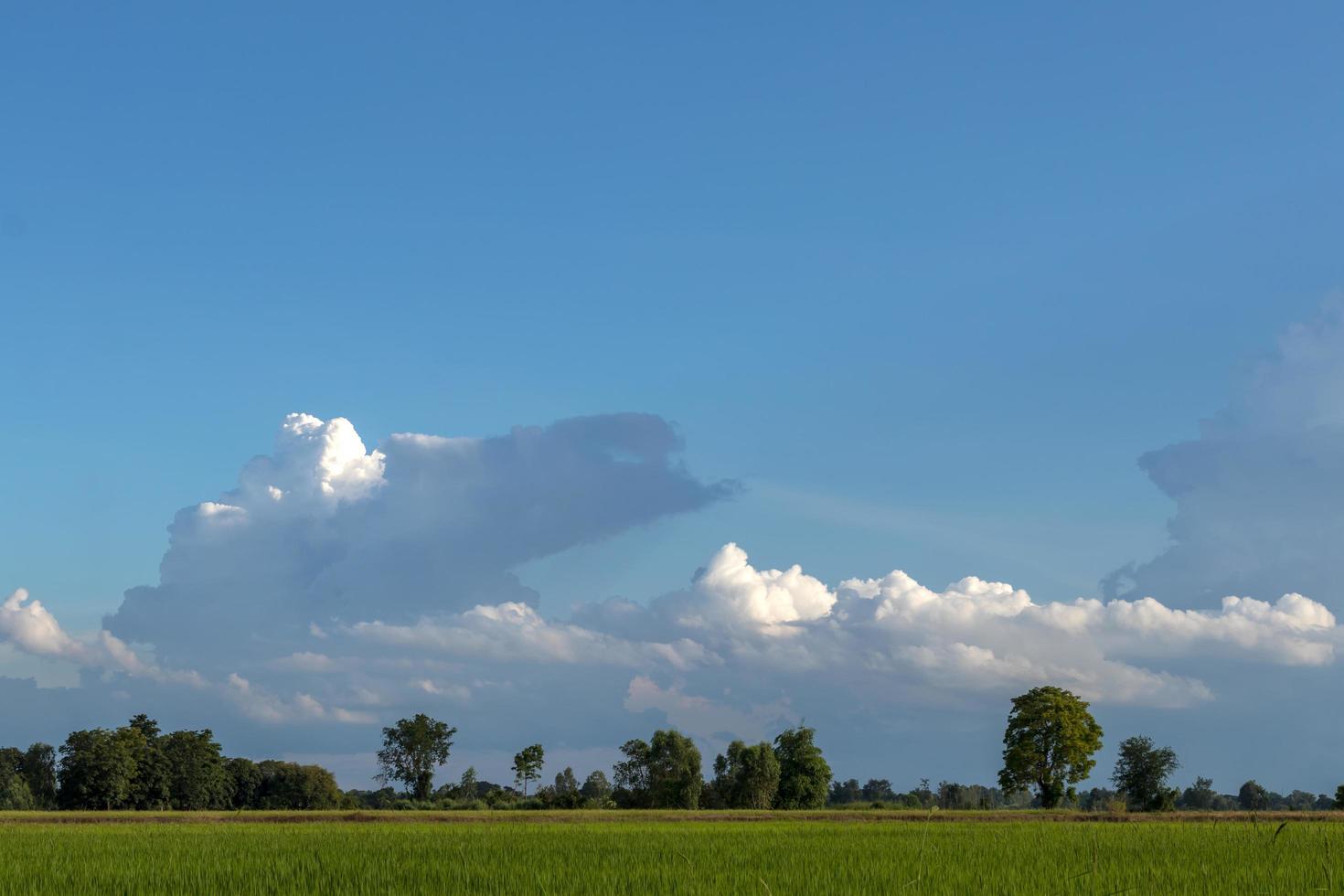 Clouds over the evening sky above the rice paddies. photo