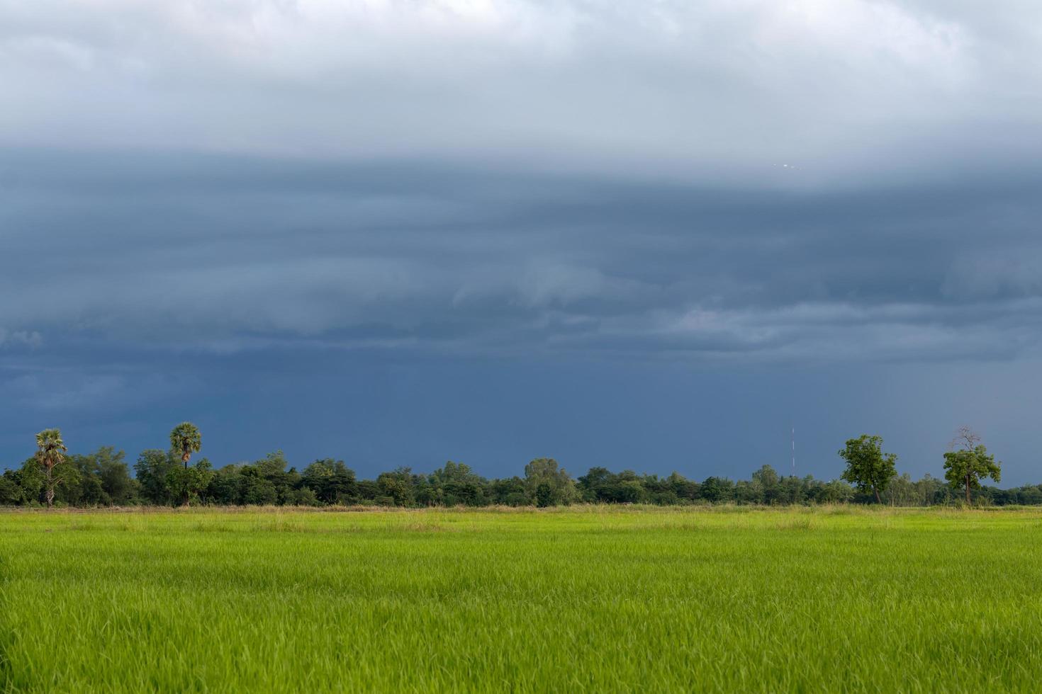 vista nublada sobre los verdes campos de arroz. foto