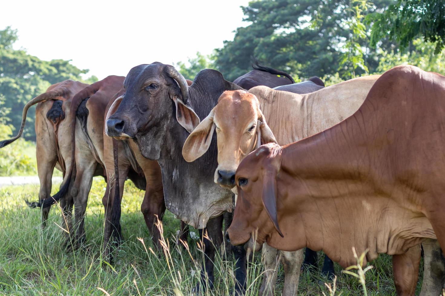 la vaca negra es diferente en el rebaño marrón. foto