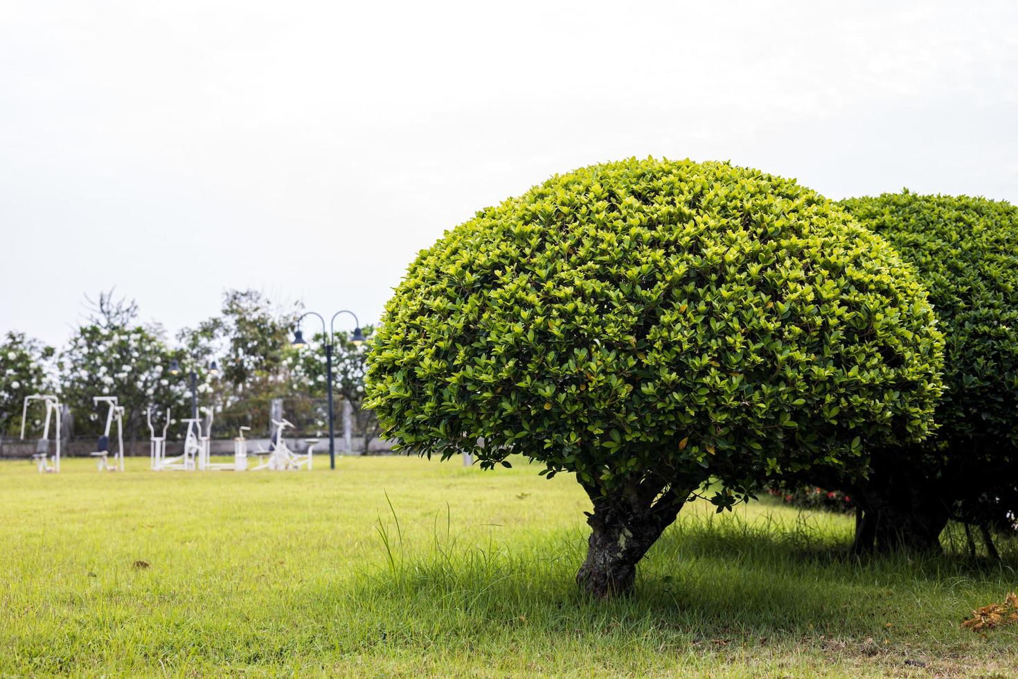 una vista de ángulo bajo, bonsai, árboles esféricos y arbustos de hojas verdes bellamente podados. foto