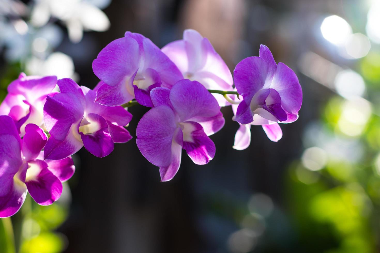 Orchid purple backlit bokeh. photo