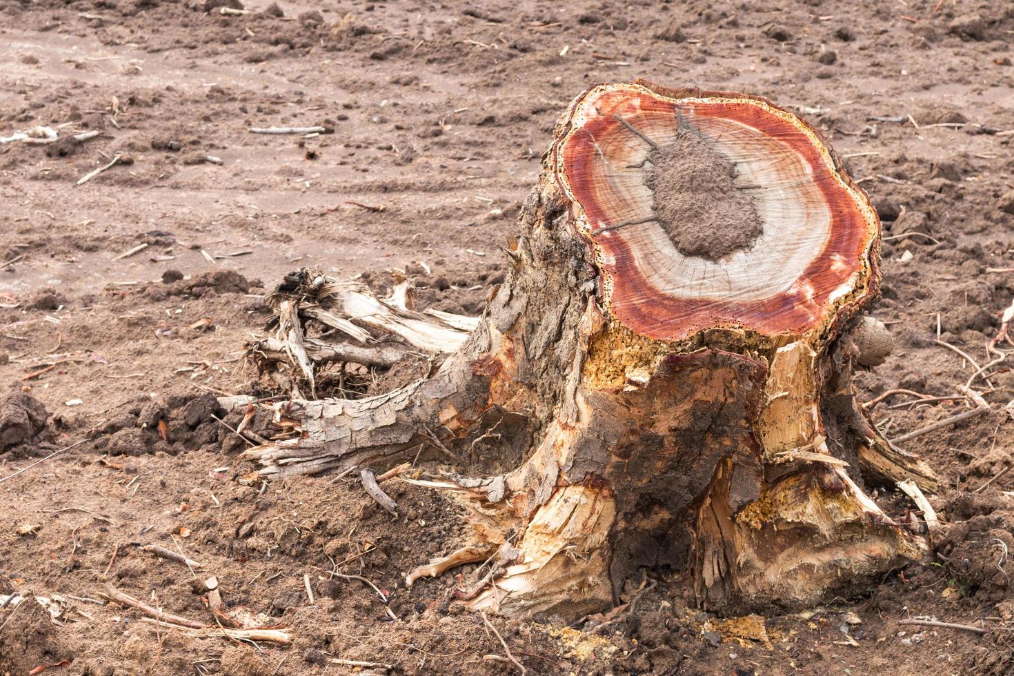 Trunk stump with termites. photo