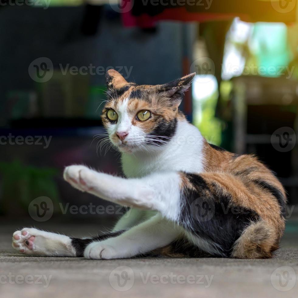 Yellow and white cat licking himself. photo