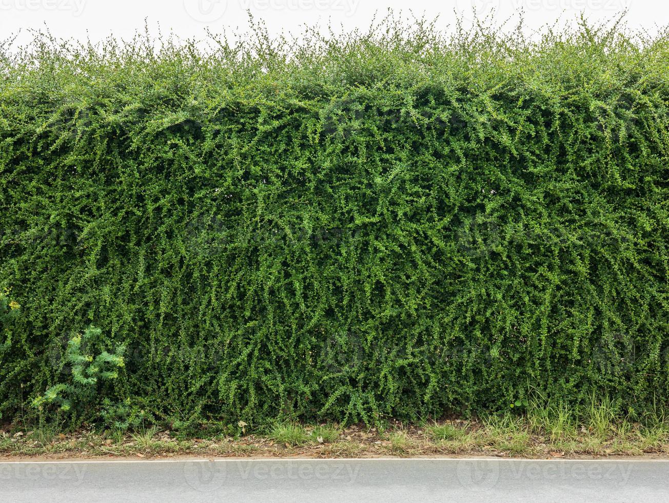 Green bush fence wall background beside paved road. photo