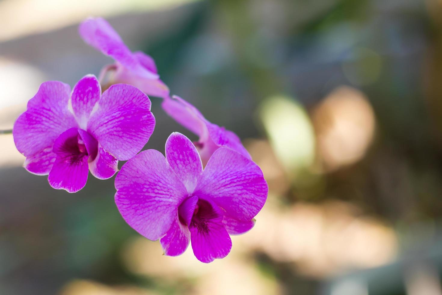 Purple orchid bloom. photo