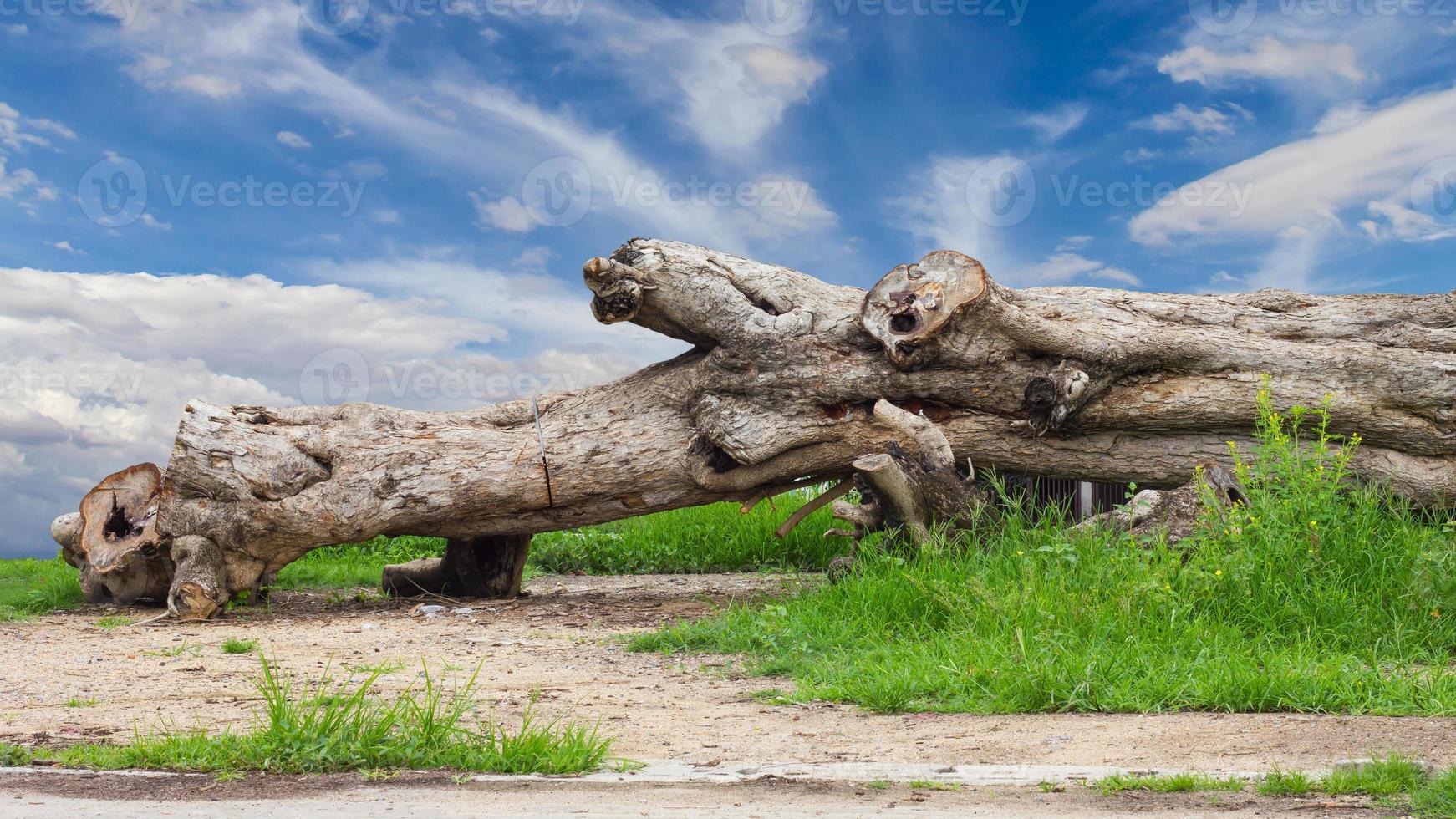 Big stumps on the ground. photo