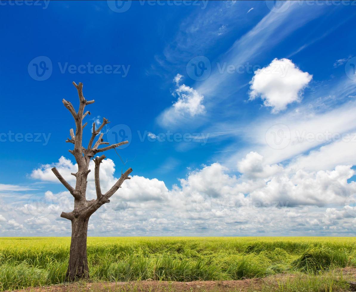 Bare tree blue cloud rice. photo