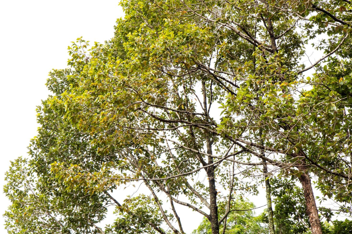 Alatus spindly bush. photo