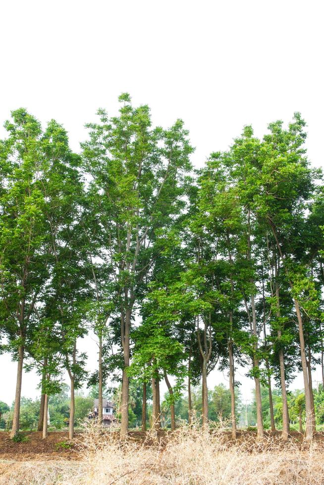 Views of the Neem tree row. photo