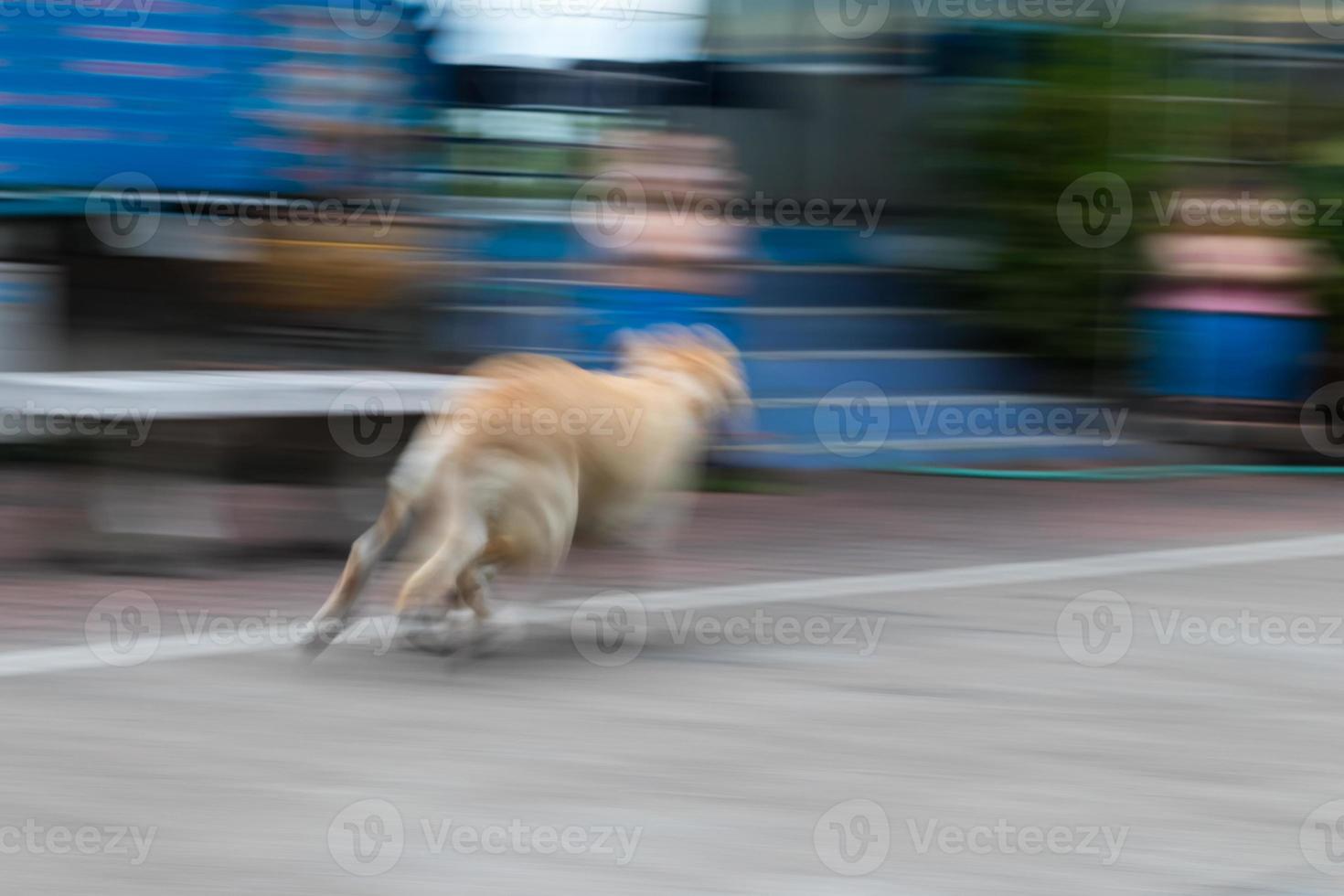 Labrador runs a blur quickly. photo