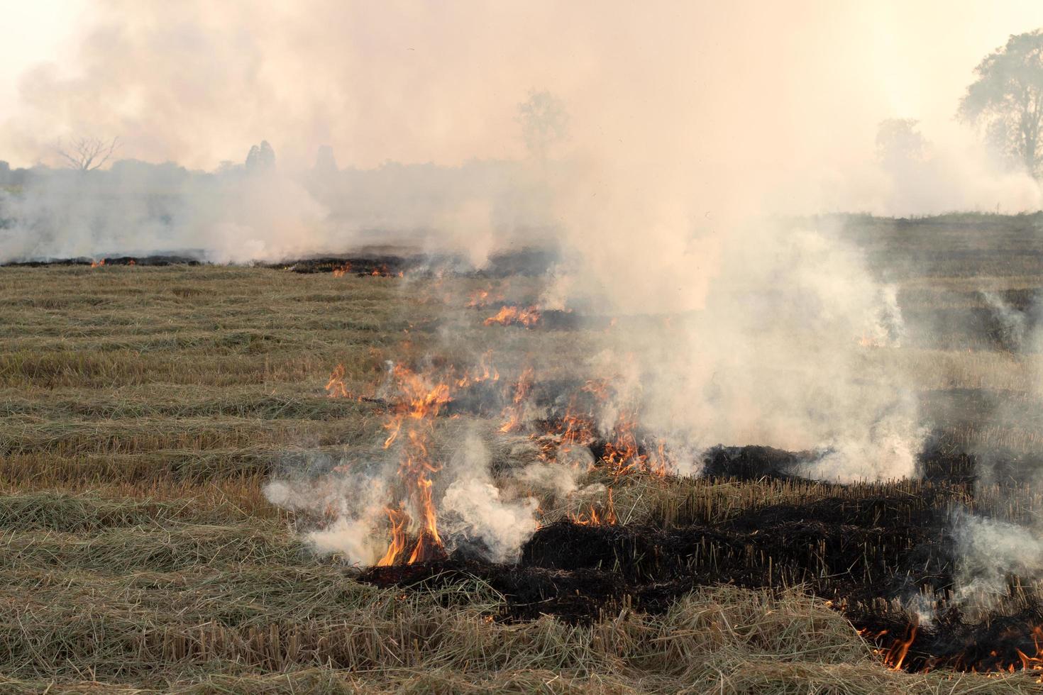vista de la quema de paja de arroz en el campo de arroz rural. foto
