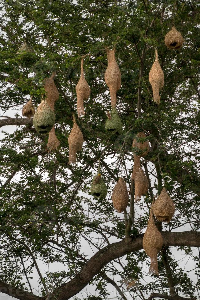 Skylark nests with many tamarind tree branches. photo
