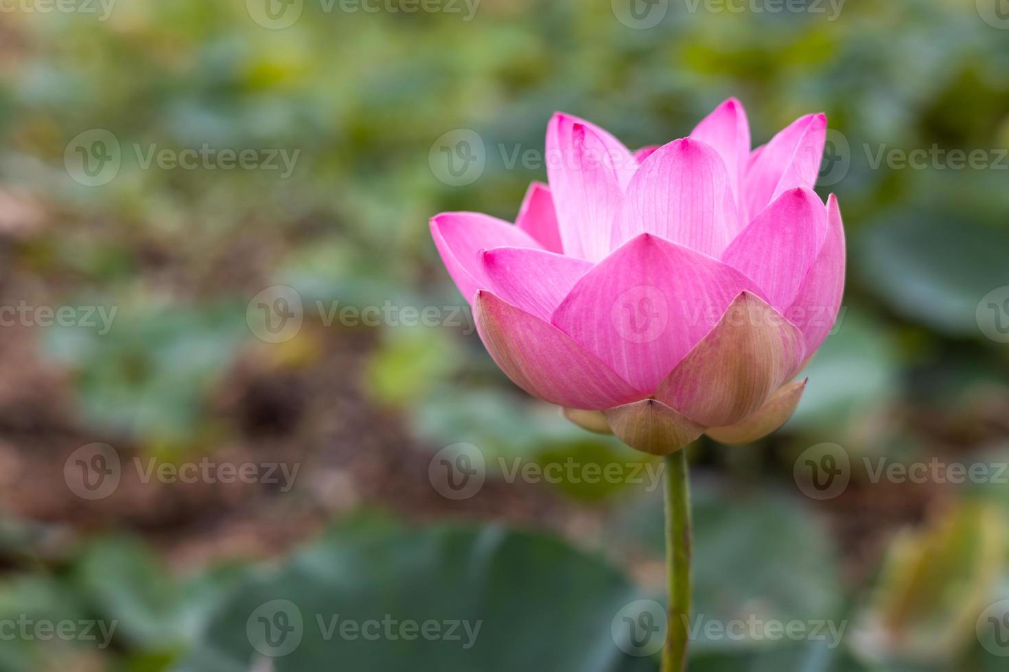 A close-up view of large pink lotus flowers blooming beautifully with blurred green leaves. photo