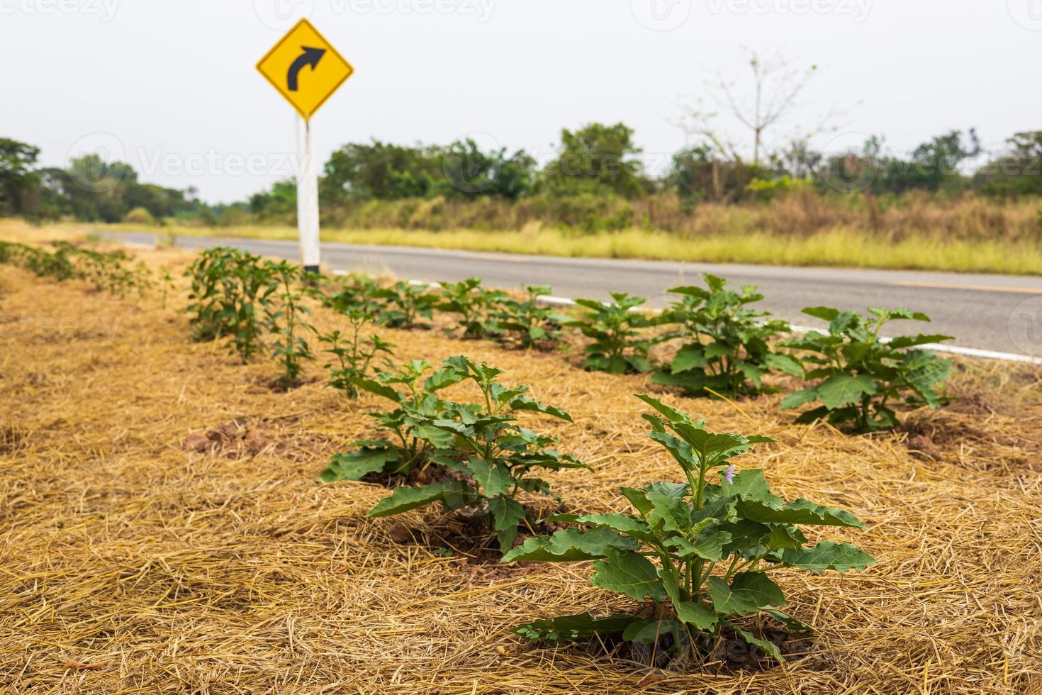 Low angle view of eggplant sapling plots which are covered with many dry rice straws. photo