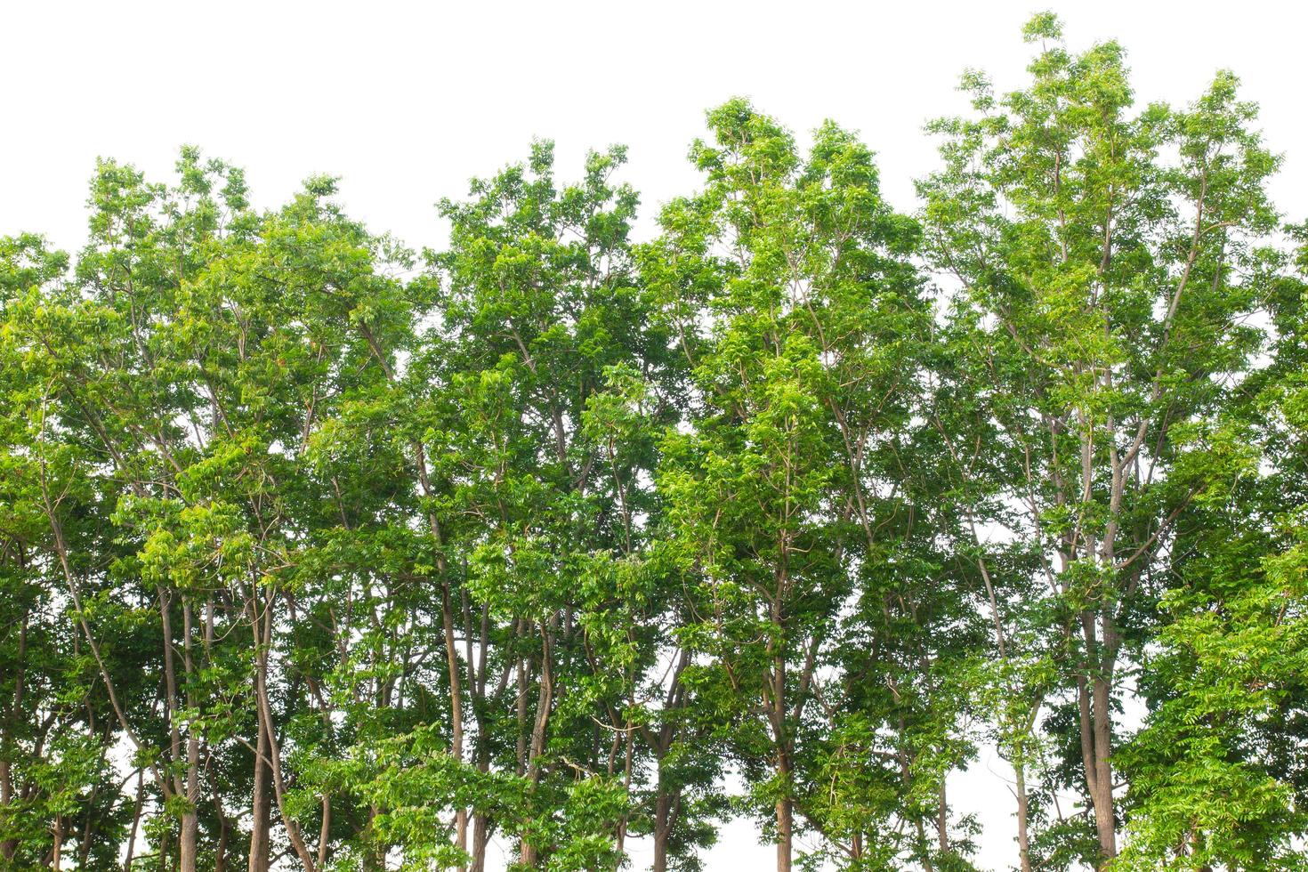 Views of the Neem tree row. photo