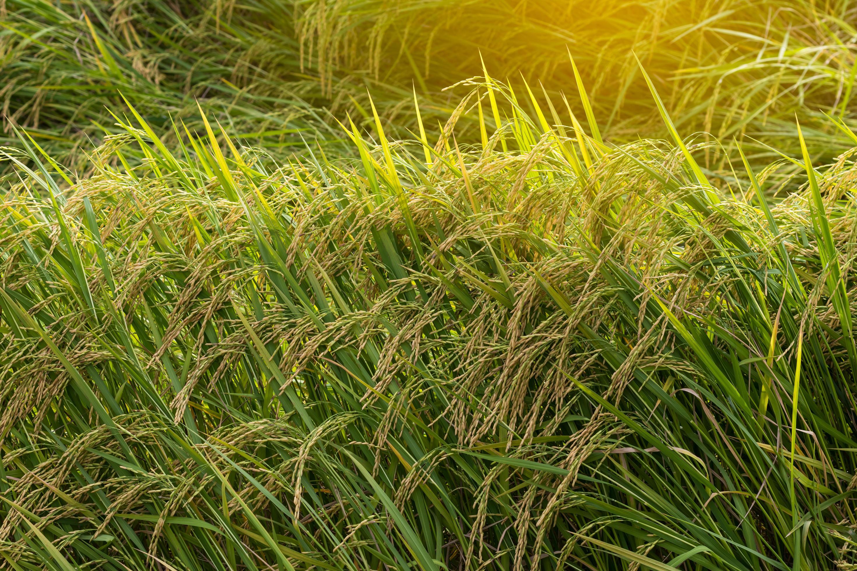 Closegrain rice yellow gold. 7554865 Stock Photo at Vecteezy