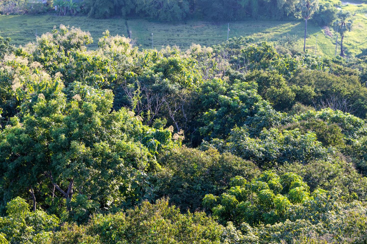 View over the trees in the countryside. photo