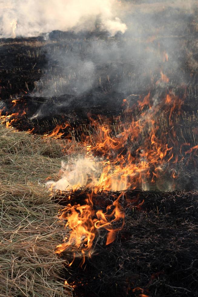 Fire burns rice straw until it is ash. photo