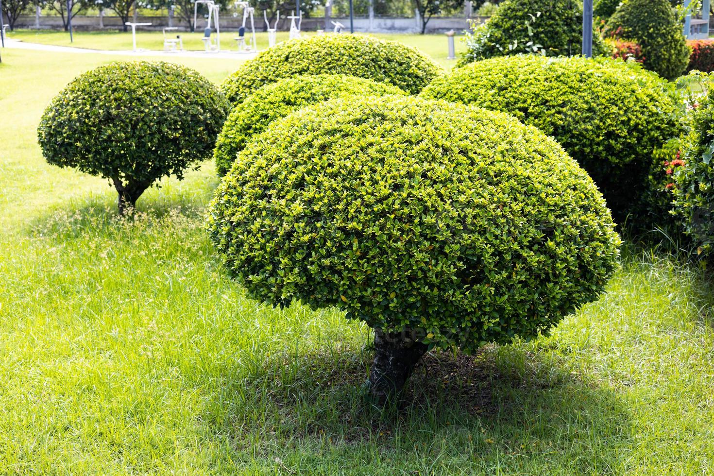 arbustos recortados en esferas en la hierba del parque. foto