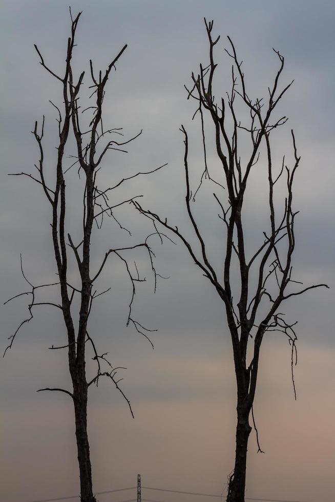 Silhouette bare trees. photo