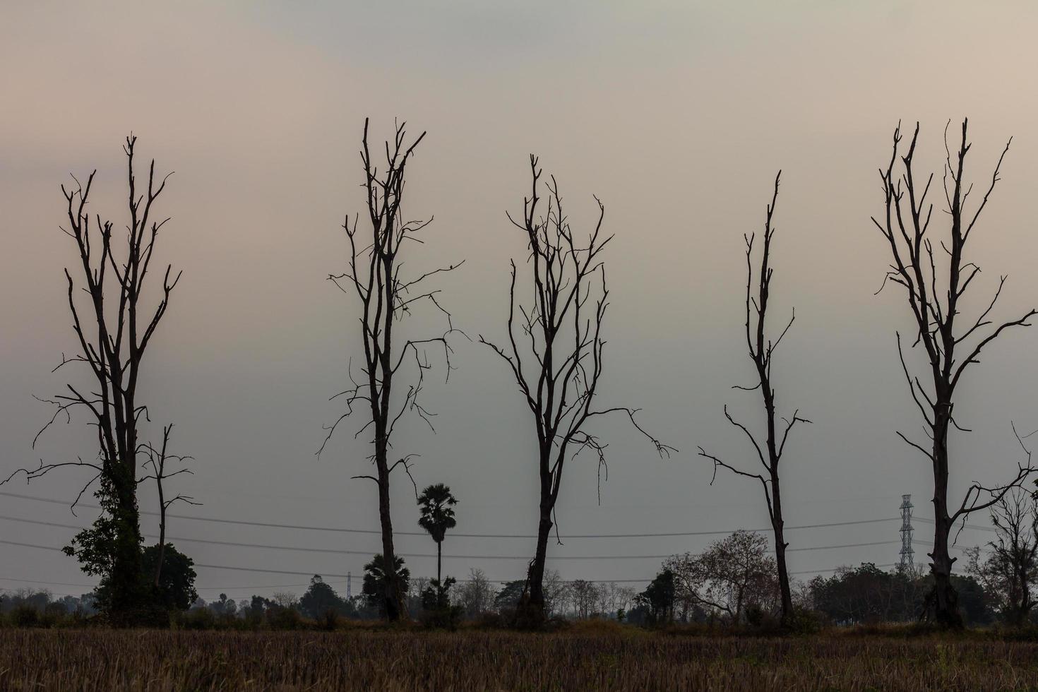 Silhouette dry dead trees bare. photo