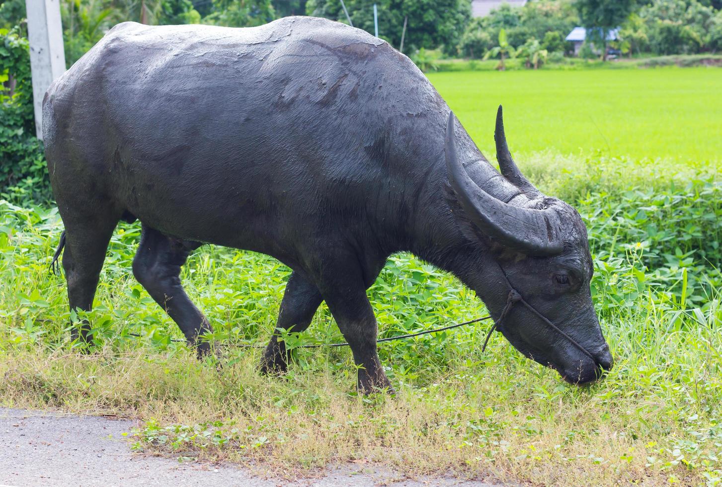 Thailand black buffalo grazing. photo