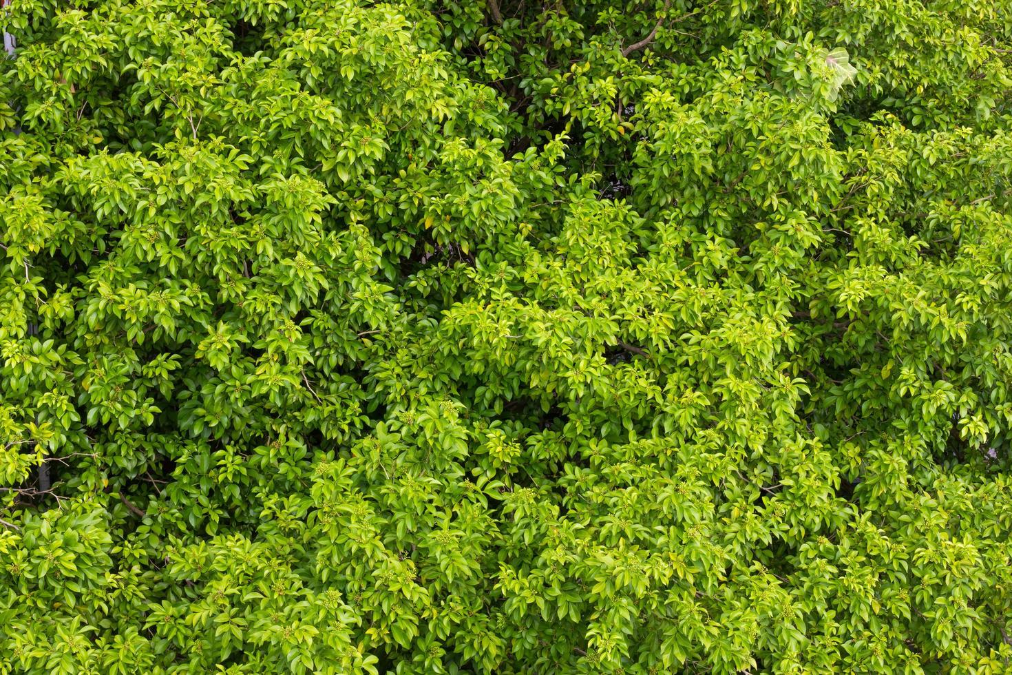 Green leaves above many. photo