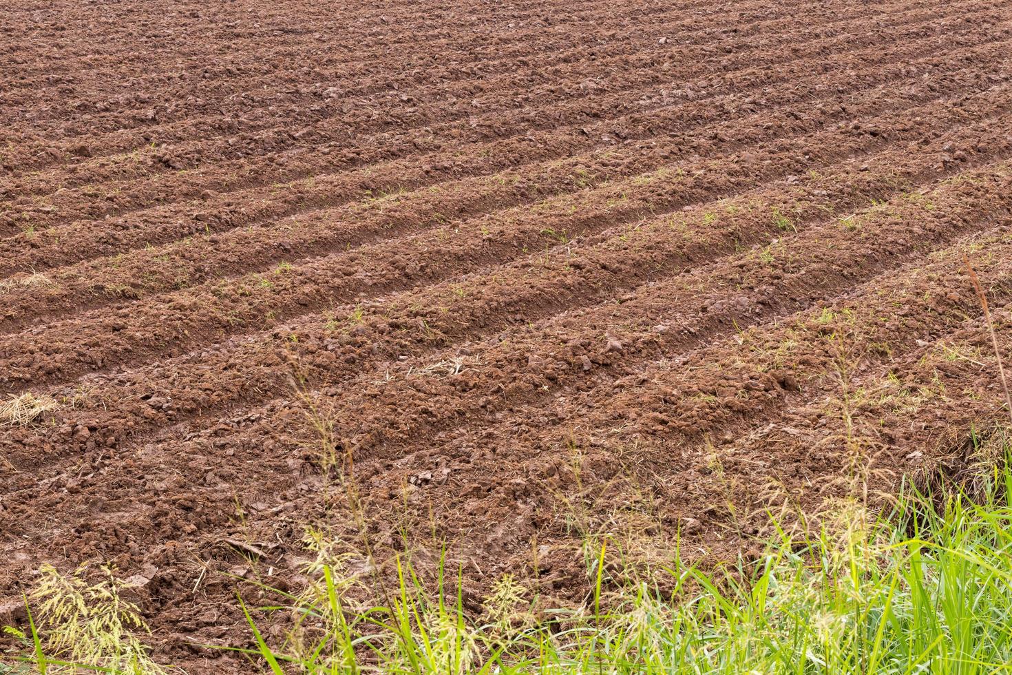 Tillage preparation plant. photo