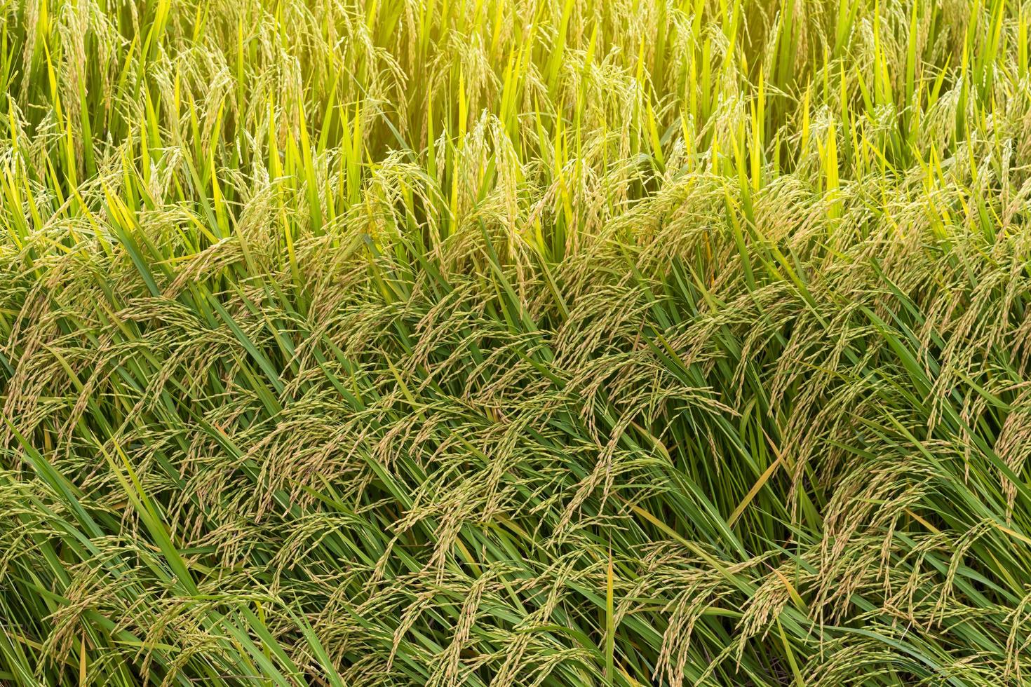 Yellow rice seeds abundant. photo