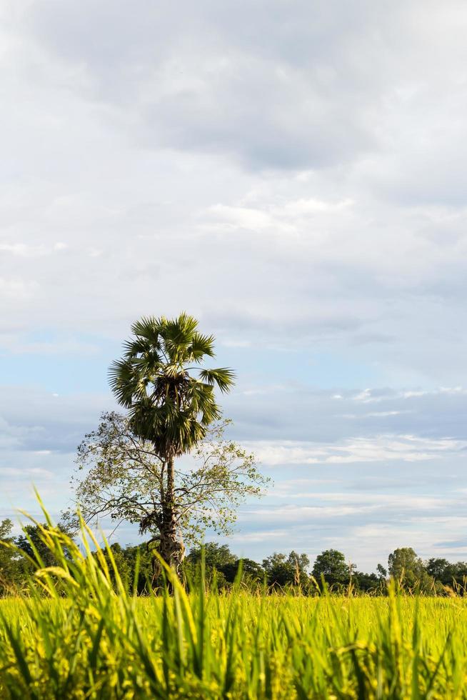 Rice, sugar palm tree. photo