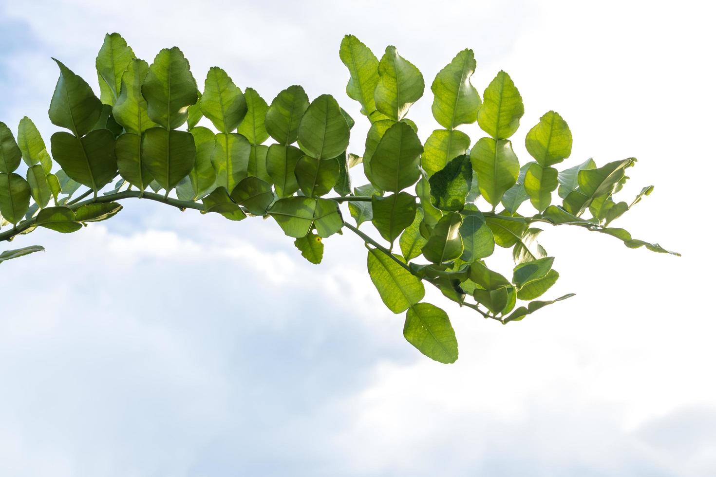 The leaves of bergamot are abundant with the sky blurred. photo