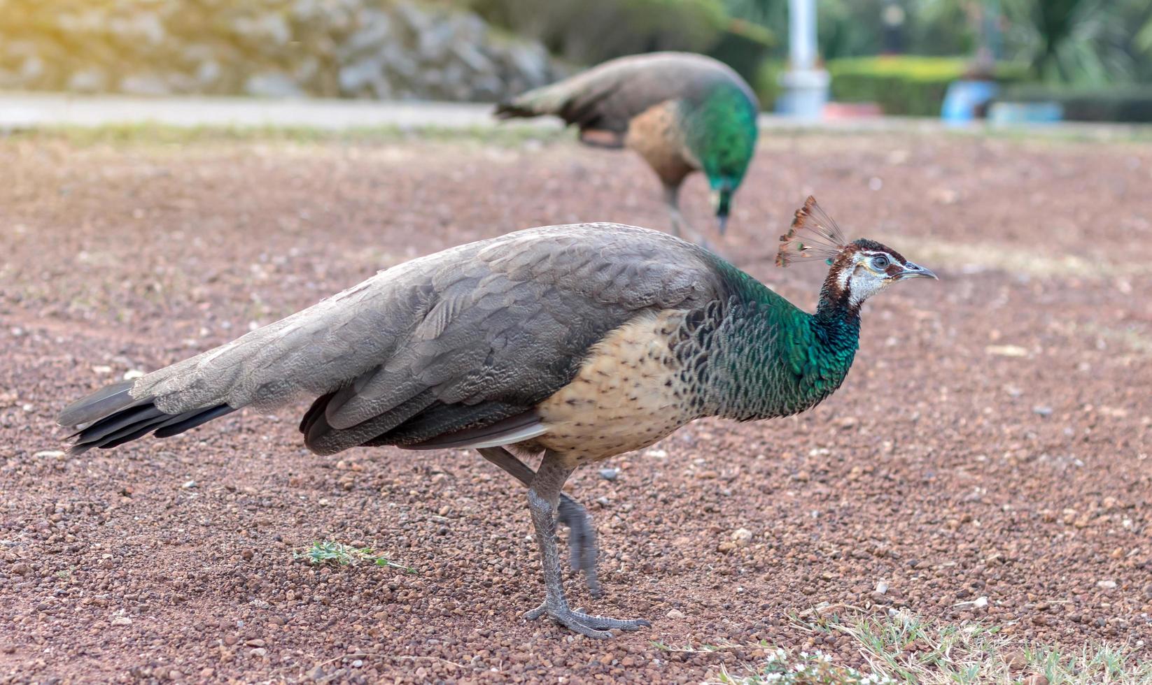 The peacocks are both tricky on the ground. photo
