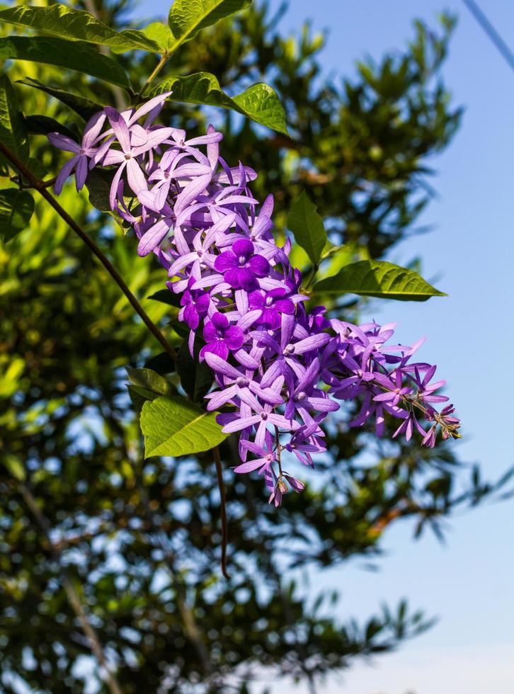 petrea, kohautiana preciosa. foto