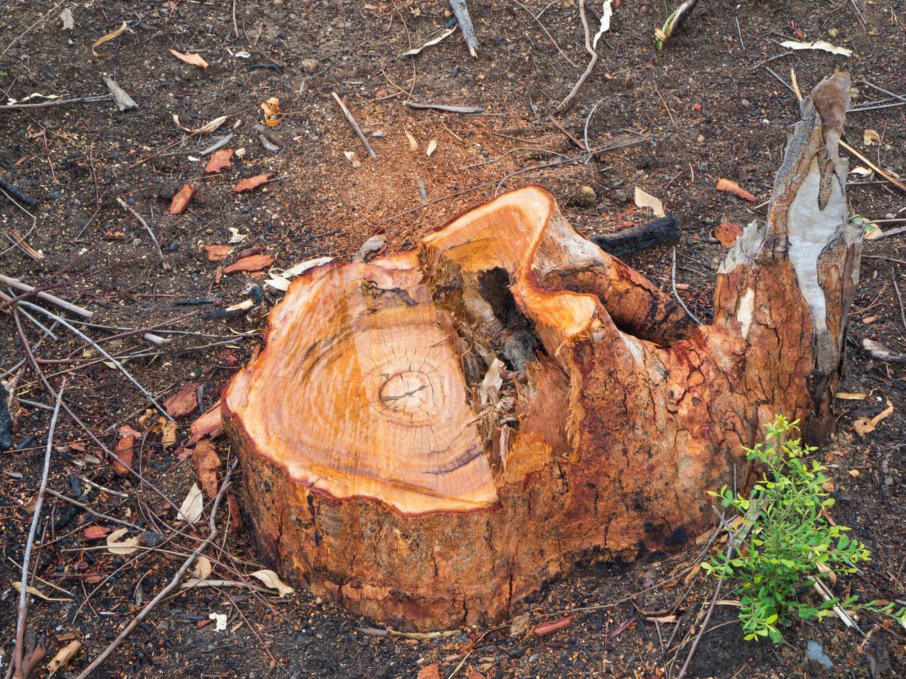 Stumps left from deforestation. photo