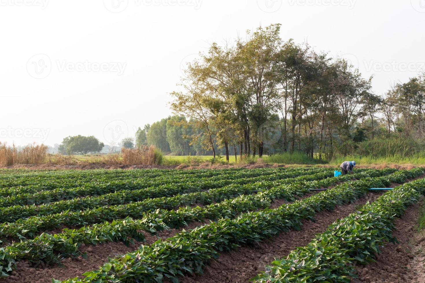 jardín de batatas con agricultores. foto