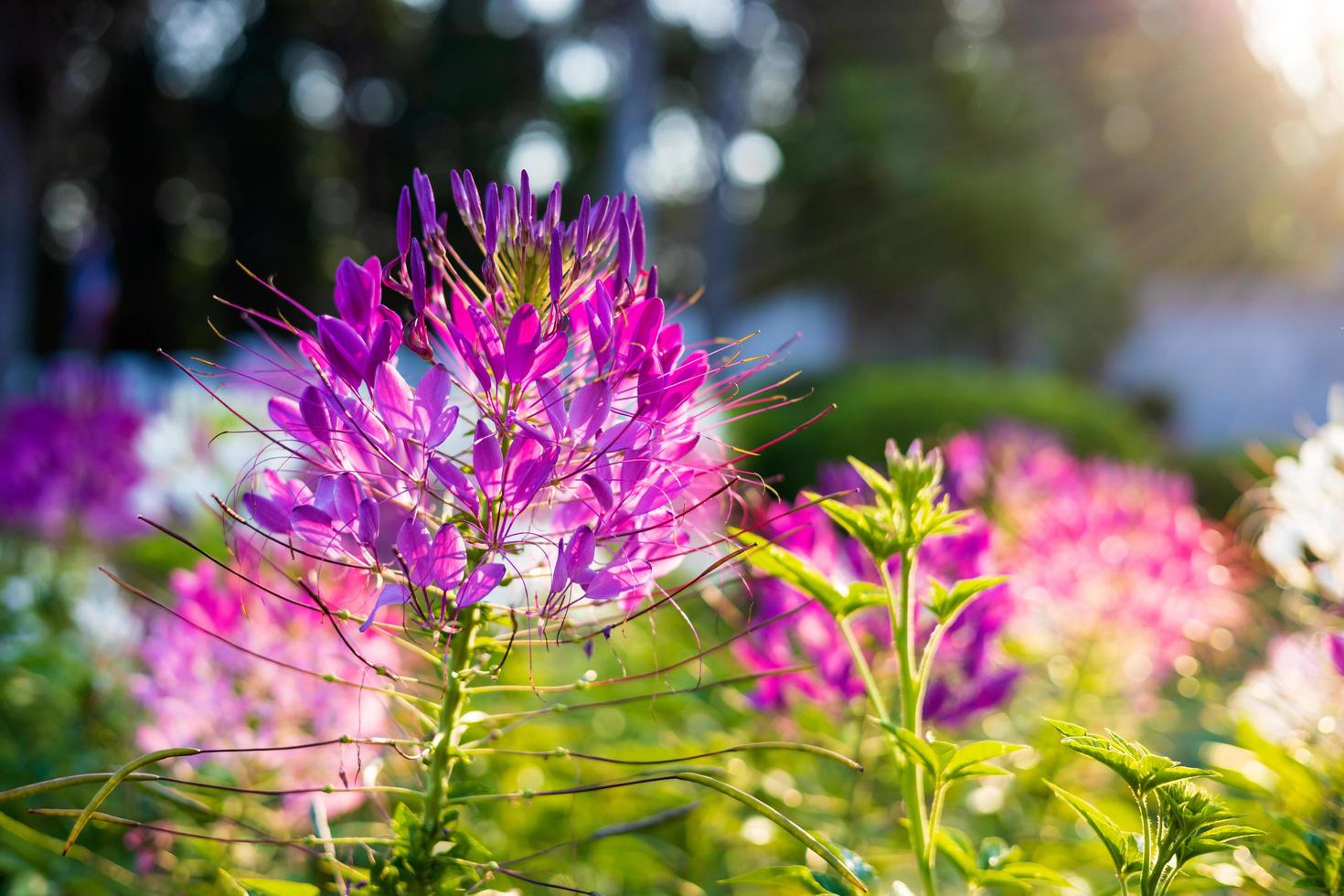 Close-up view of a purple-pink spider flower blooming in the sunlight. photo