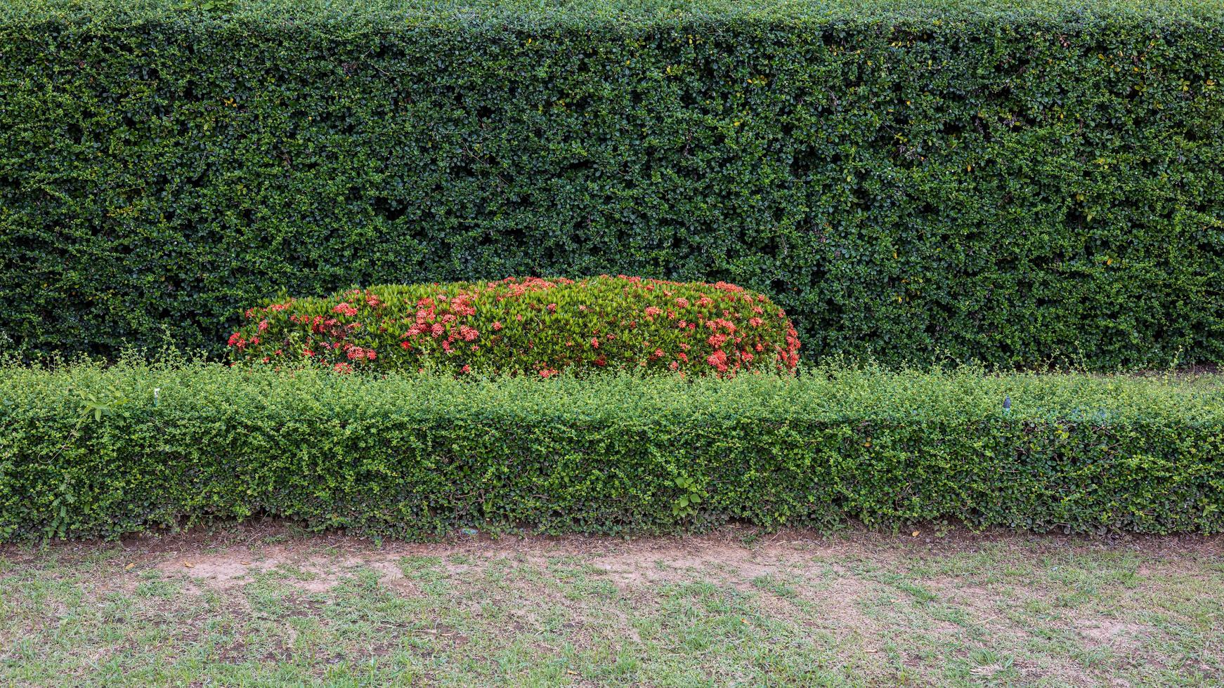 The background view of the fence line of small fresh green shrubs. photo