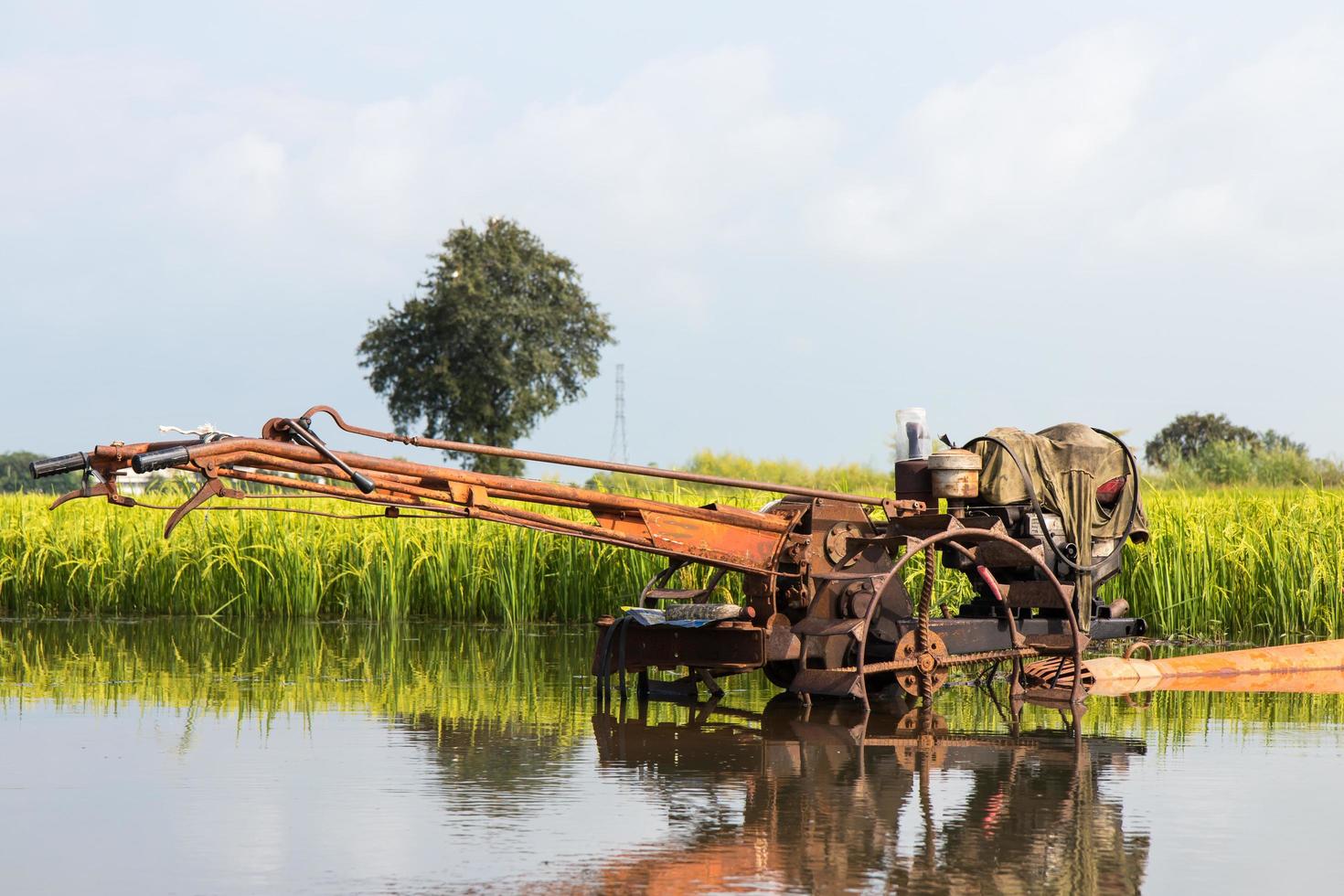 cultivadores reflejados en los arrozales. foto